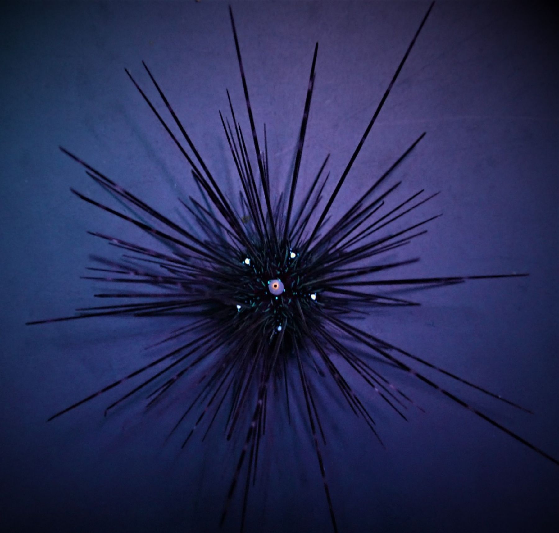 Diadema setosum Diadem-Seeigel
